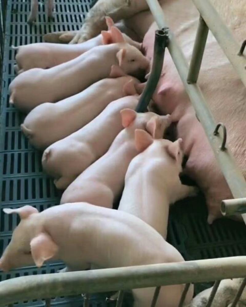 热卖优良仔猪，长白仔猪，防疫严格，猪场挑选，包成活