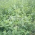 金银花1米以下