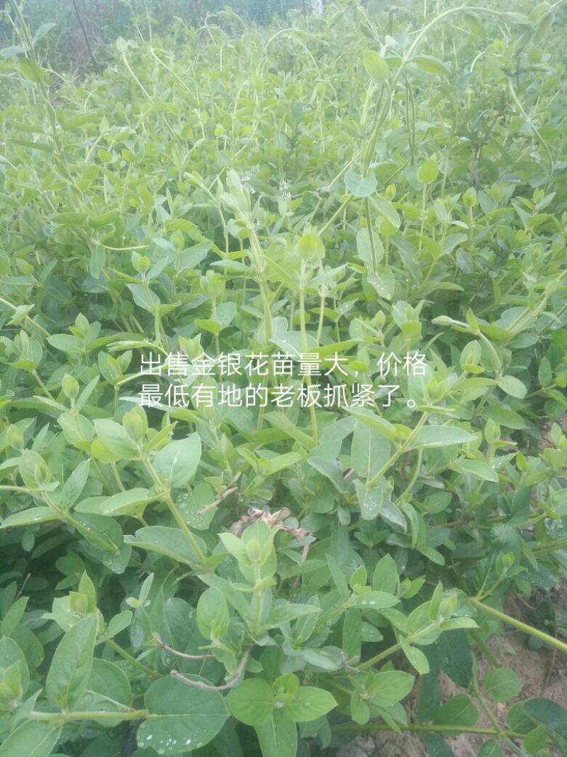 金银花1米以下