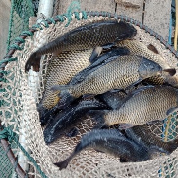 大量网箱鲤鱼规格0.8到2斤，量大从优