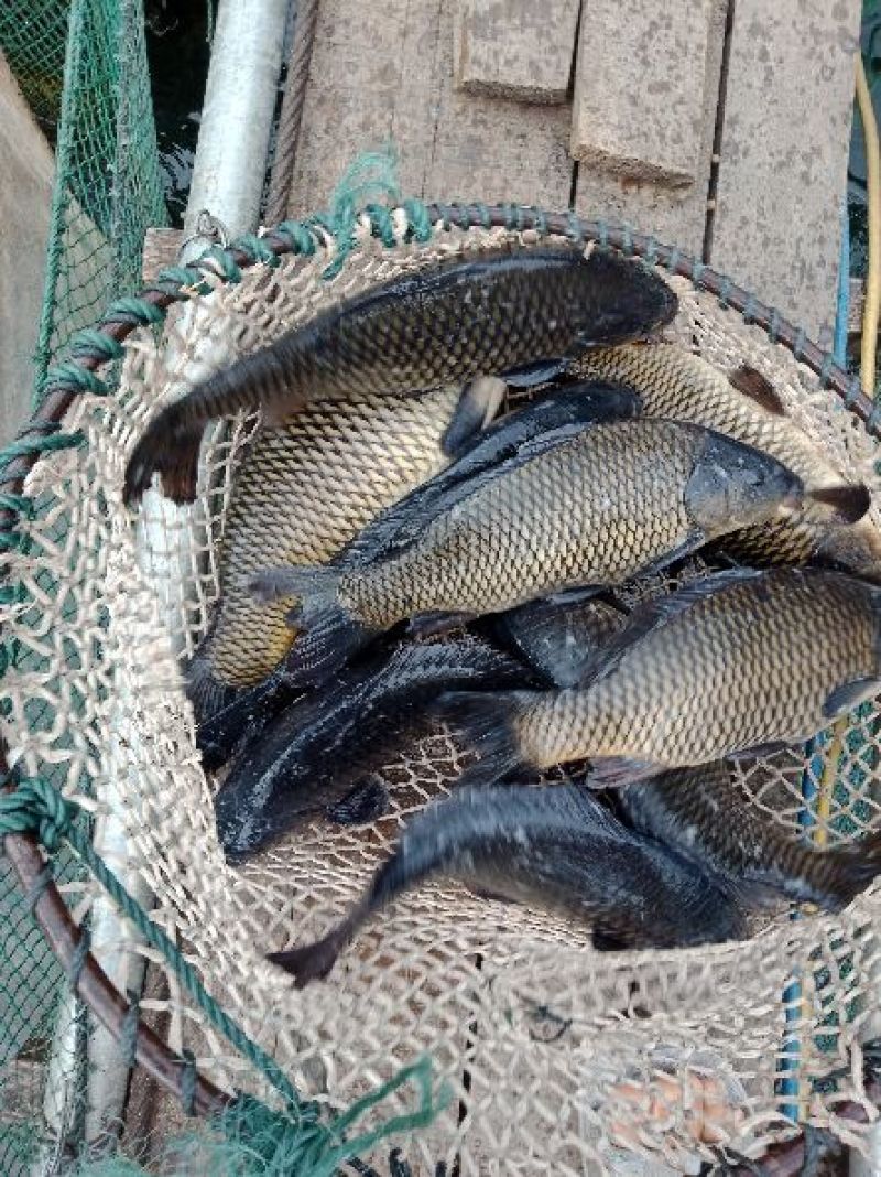 大量网箱鲤鱼规格0.8到2斤，量大从优