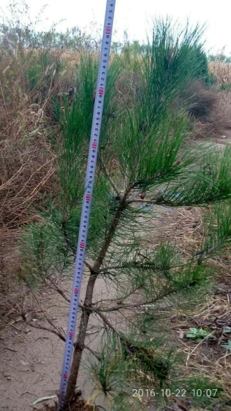 大量供应油松杯苗章子松杯苗侧伯杯苗
