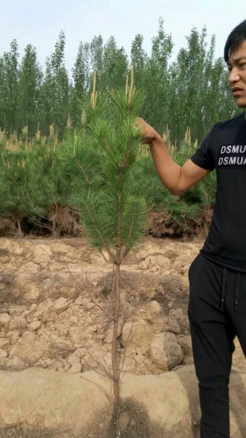 大量供应油松杯苗章子松杯苗侧伯杯苗