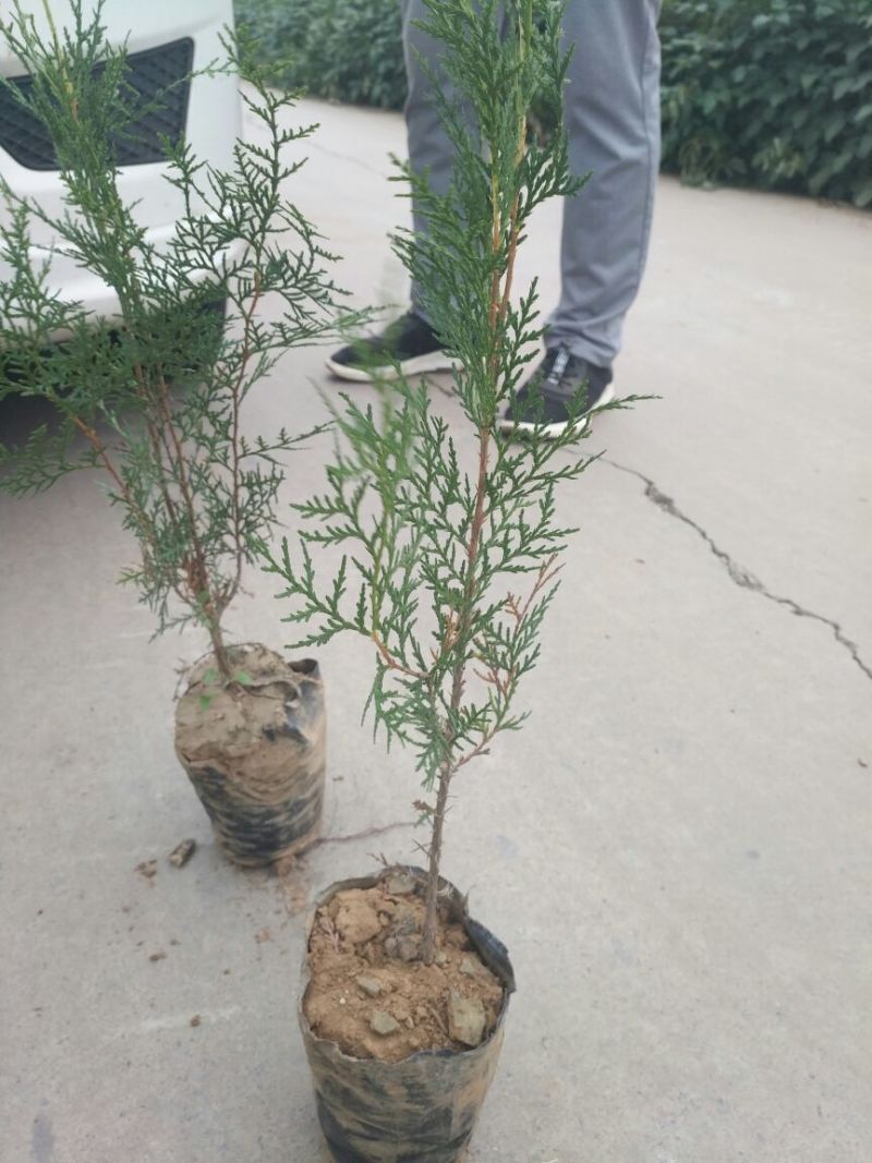 大量供应油松杯苗章子松杯苗侧伯杯苗