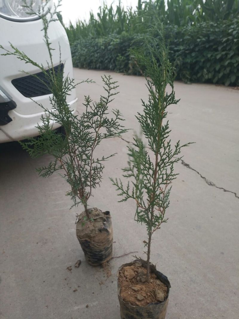 大量供应油松杯苗章子松杯苗侧伯杯苗