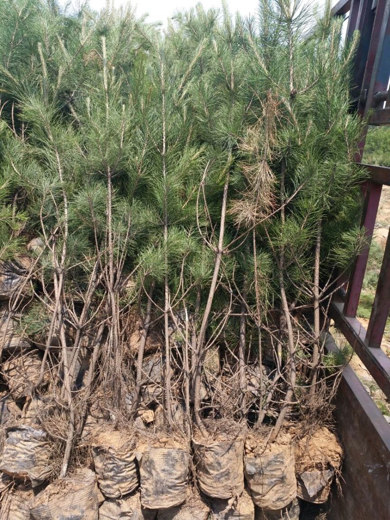 大量供应油松杯苗章子松杯苗侧伯杯苗