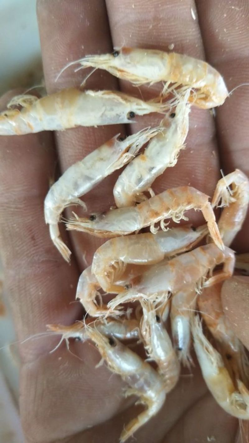 虾皮虾公大量现货批发。？。