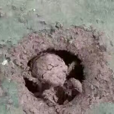 金蝉，本地名称，戒了猴，