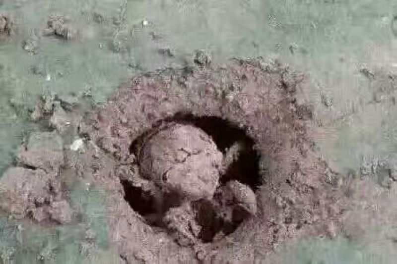 金蝉，本地名称，戒了猴，