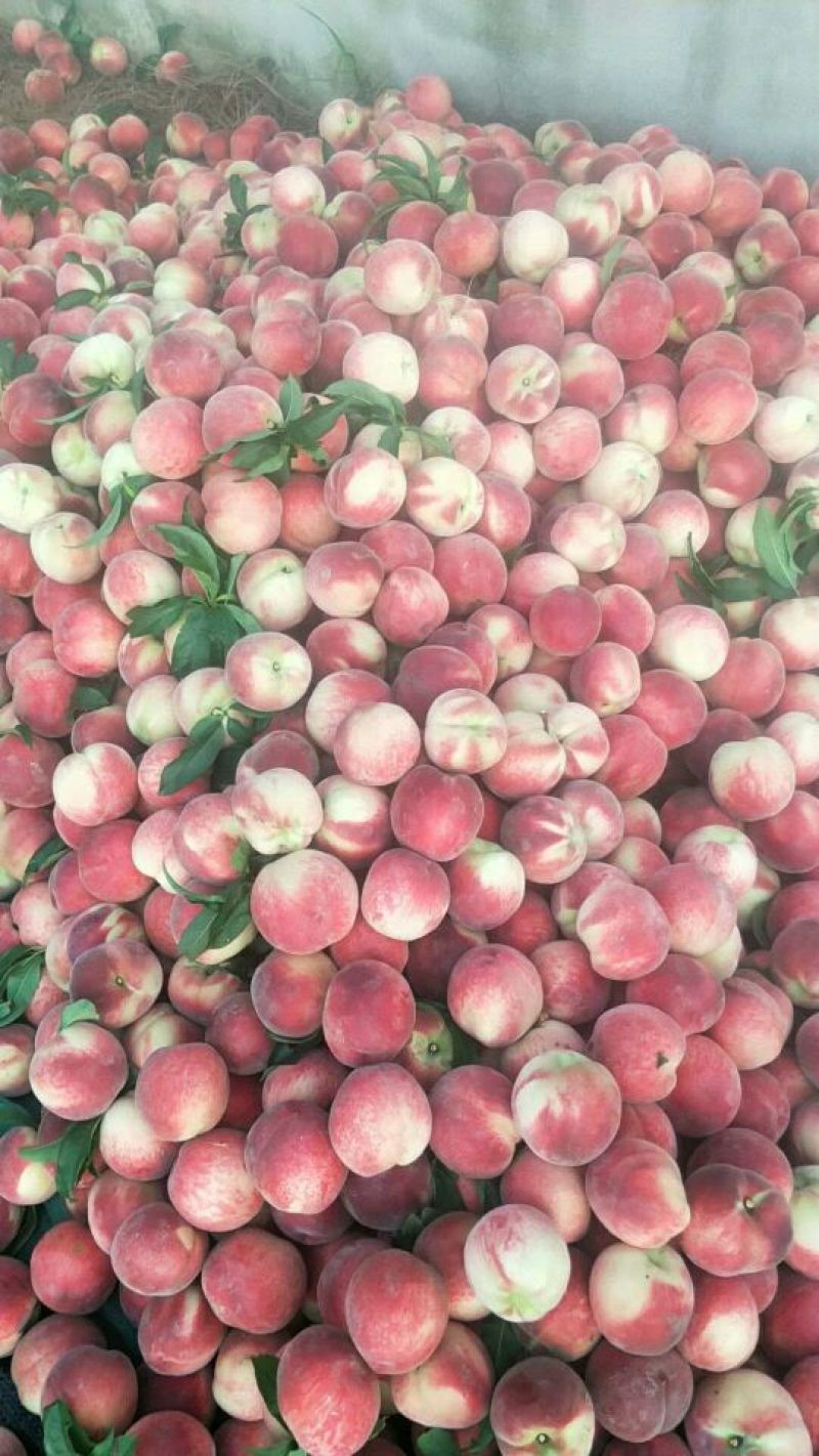 水蜜桃毛桃批发价格山东毛桃基地莒县沂水蒙阴毛桃价格