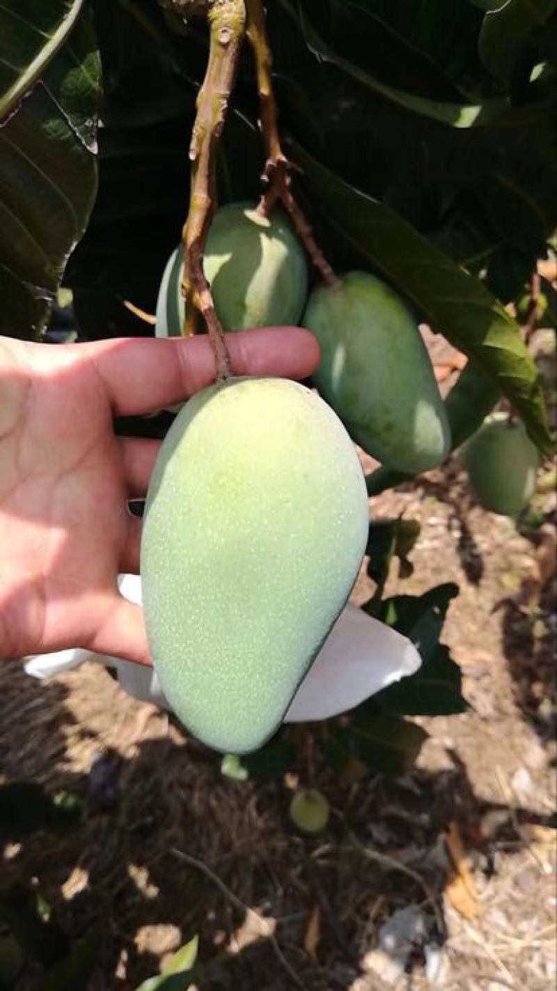 金煌芒5两以上