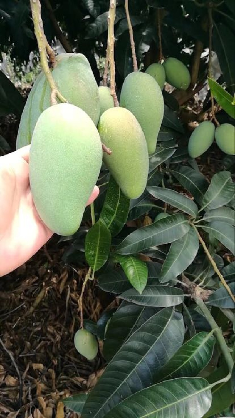 金煌芒5两以上