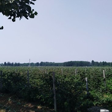 规模基地黑莓