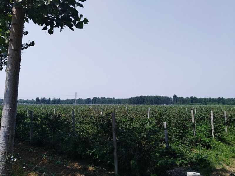 规模基地黑莓