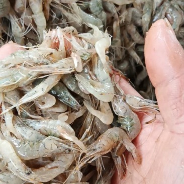 鲜河虾