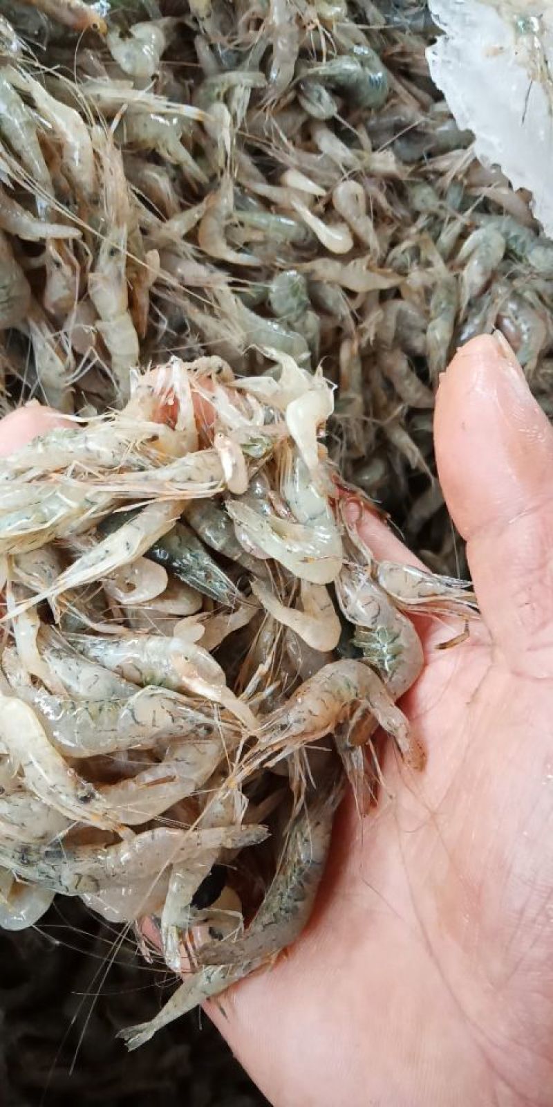 鲜河虾