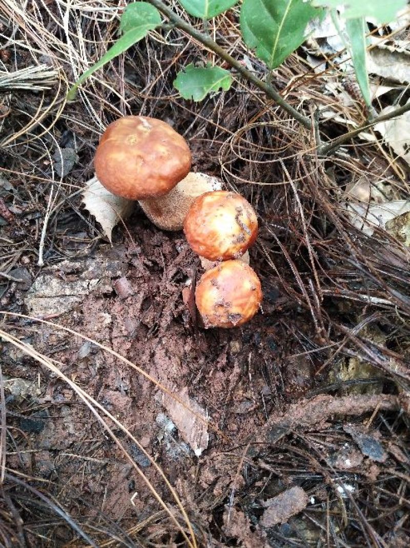 美味牛肝菌，大量批发零售，价格可谈