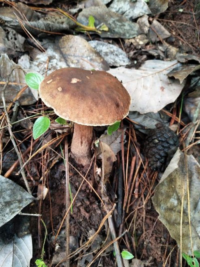 美味牛肝菌，大量批发零售，价格可谈