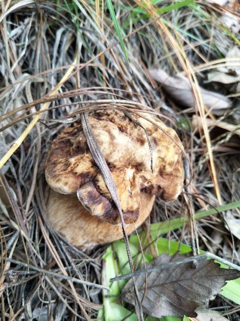 美味牛肝菌，大量批发零售，价格可谈