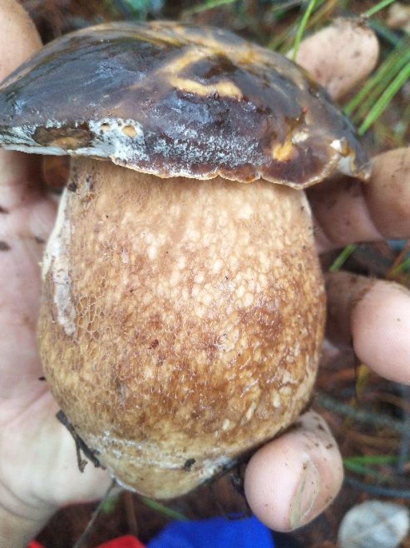 美味牛肝菌，大量批发零售，价格可谈