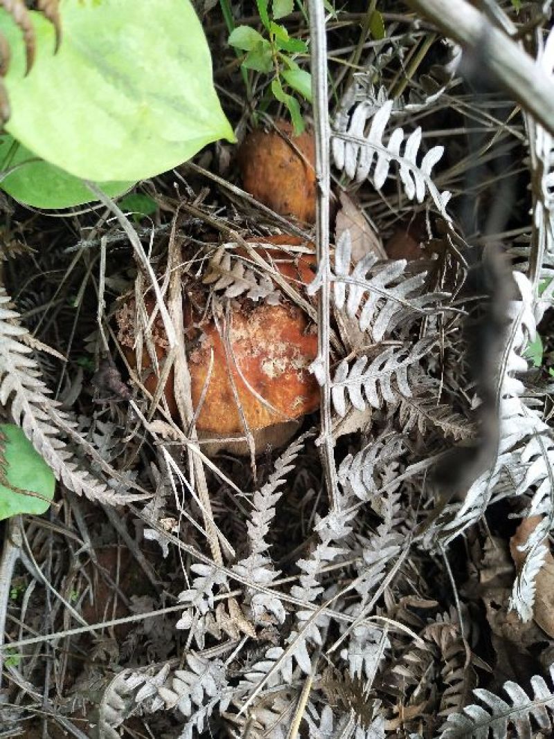 美味牛肝菌，大量批发零售，价格可谈