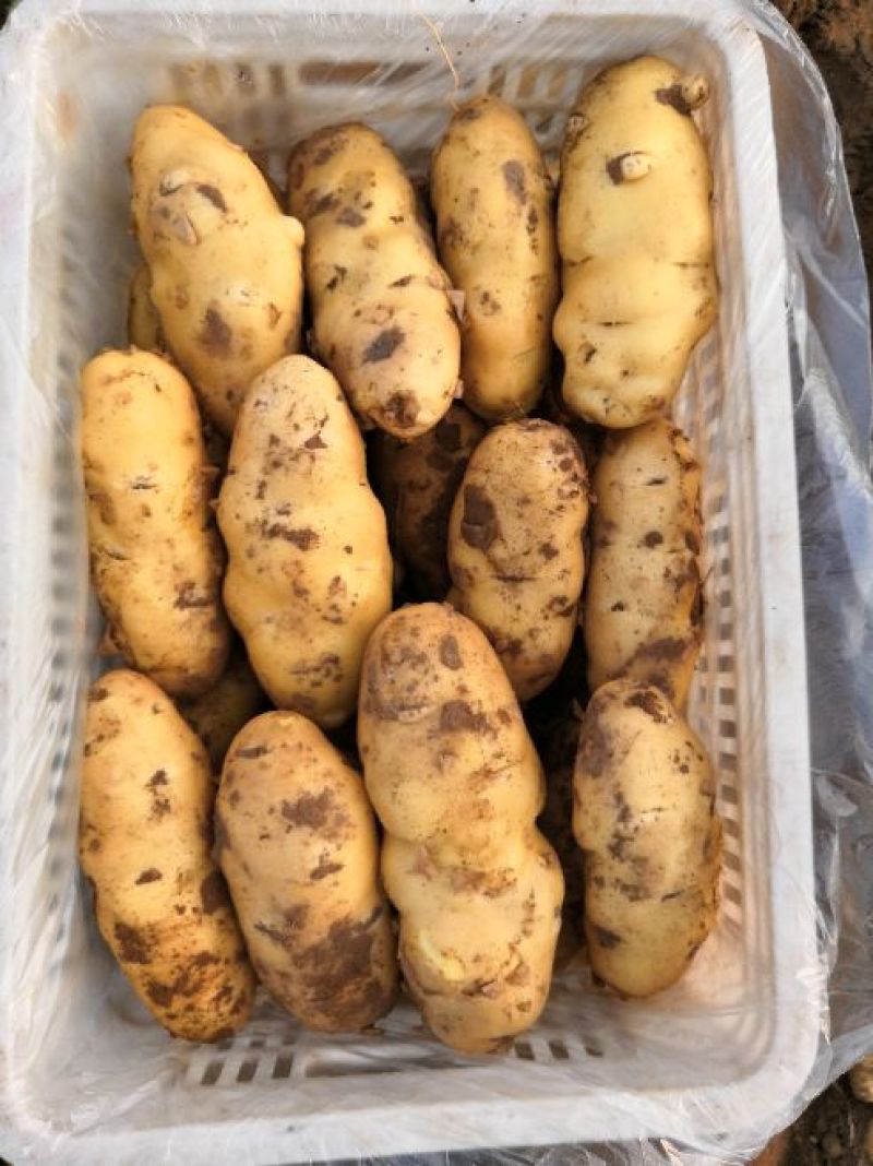 【产地直销】山东荷兰十五土豆，规格全全国发货，量大从优