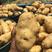 荷兰十五土豆量大供应市场、商超、电商、微商支持代发