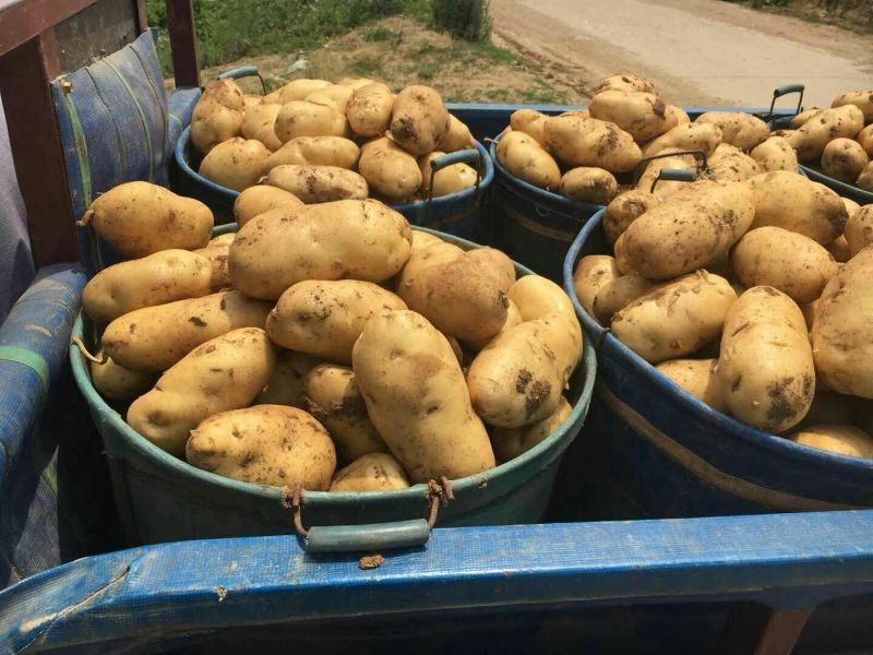 荷兰十五土豆量大供应市场、商超、电商、微商支持代发