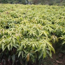 芒果各种品种都有。