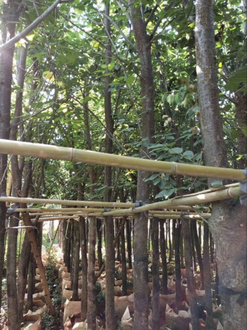早樱樱花8~10cm