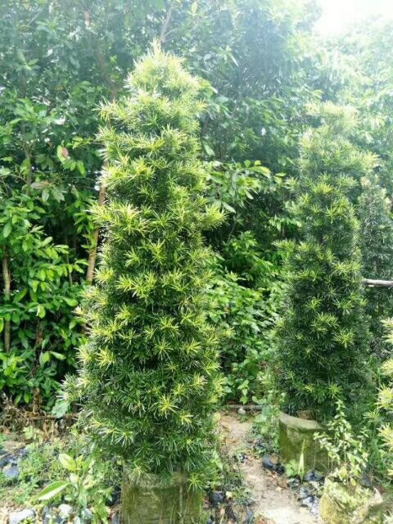 罗汉松