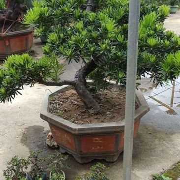 罗汉松