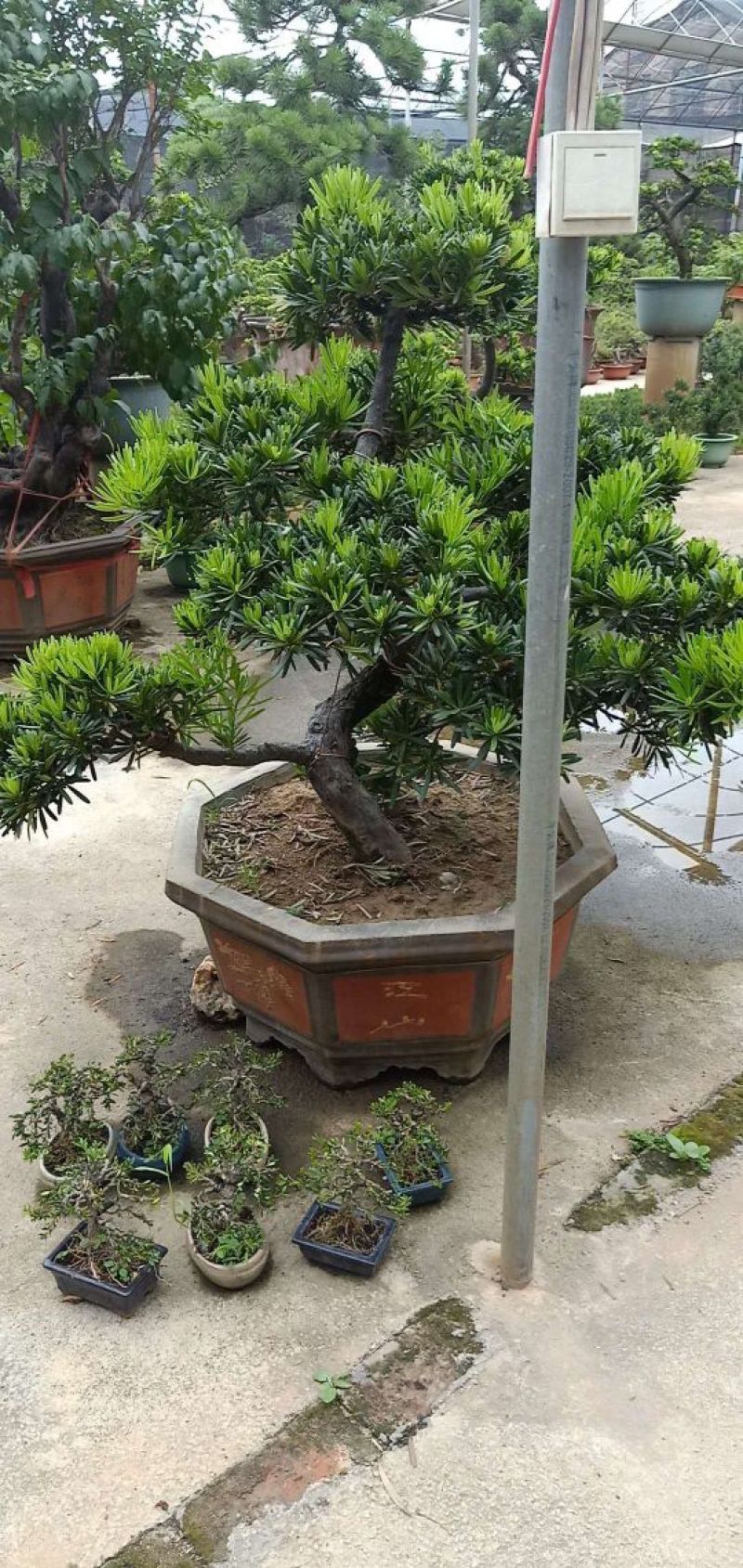 罗汉松
