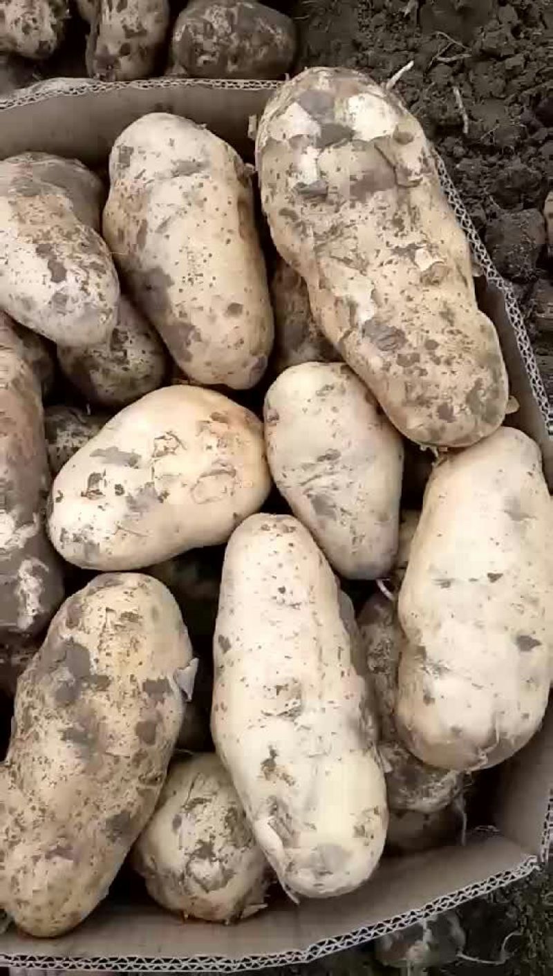 土豆荷兰十五大量上市需要的联系我