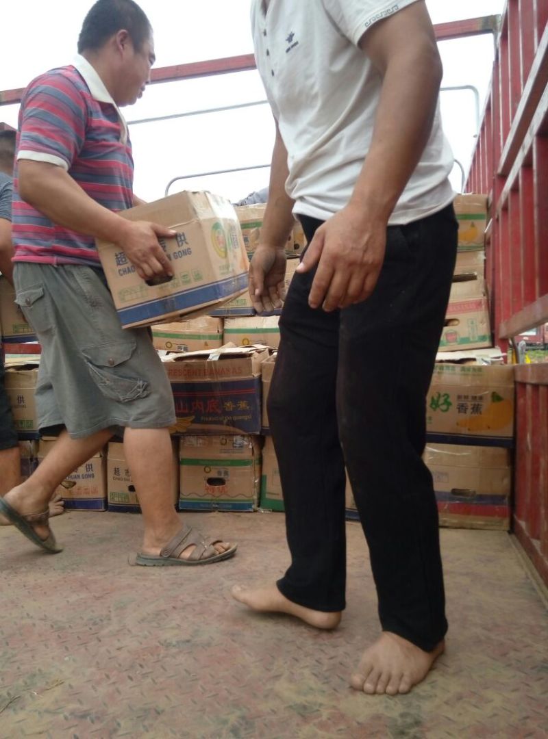 土豆荷兰十五大量上市需要的联系我