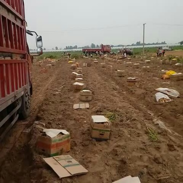 土豆荷兰十五大量上市需要的联系我