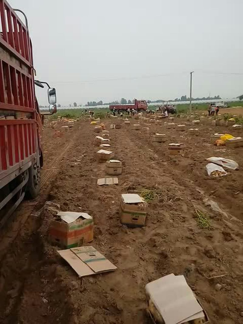 土豆荷兰十五大量上市需要的联系我