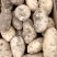 土豆荷兰十五大量上市需要的联系我