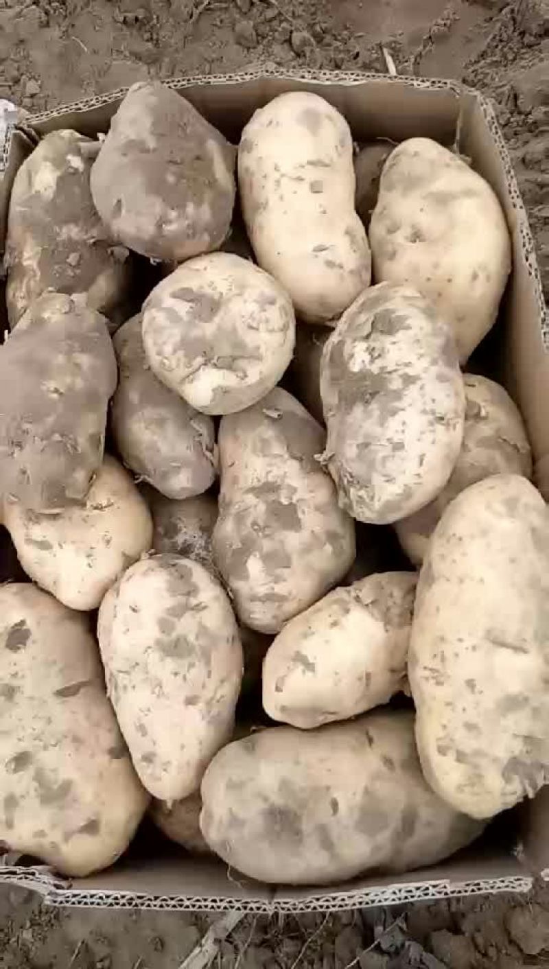 土豆荷兰十五大量上市需要的联系我