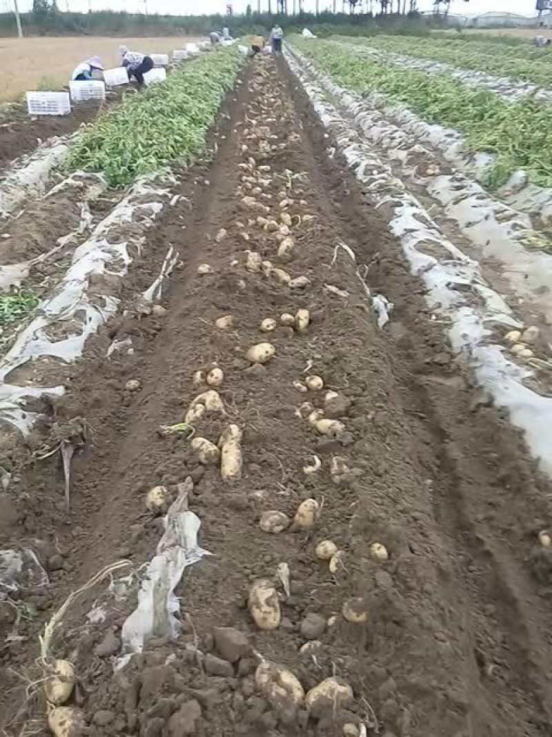 土豆荷兰十五大量上市需要的联系我