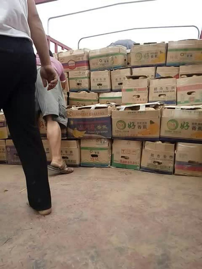 土豆荷兰十五大量上市需要的联系我