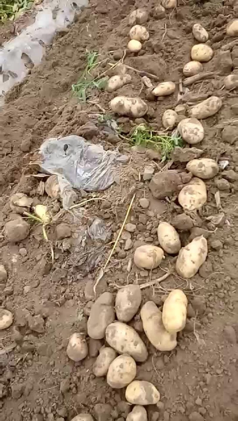 土豆荷兰十五大量上市需要的联系我