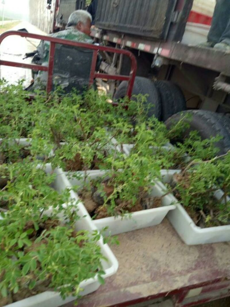 四季玫瑰营养杯小苗2年苗大量批发2年苗现货可以发车