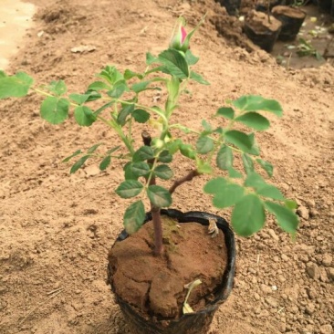四季玫瑰营养杯小苗2年苗大量批发2年苗现货可以发车
