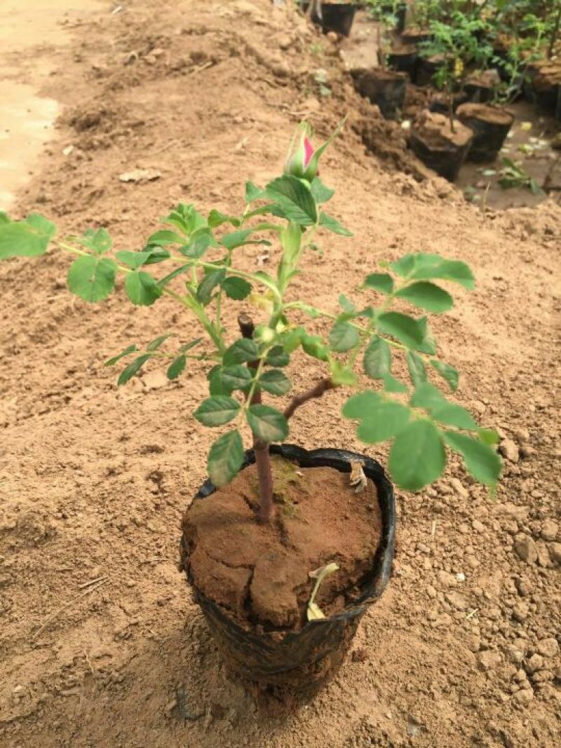 四季玫瑰营养杯小苗2年苗大量批发2年苗现货可以发车