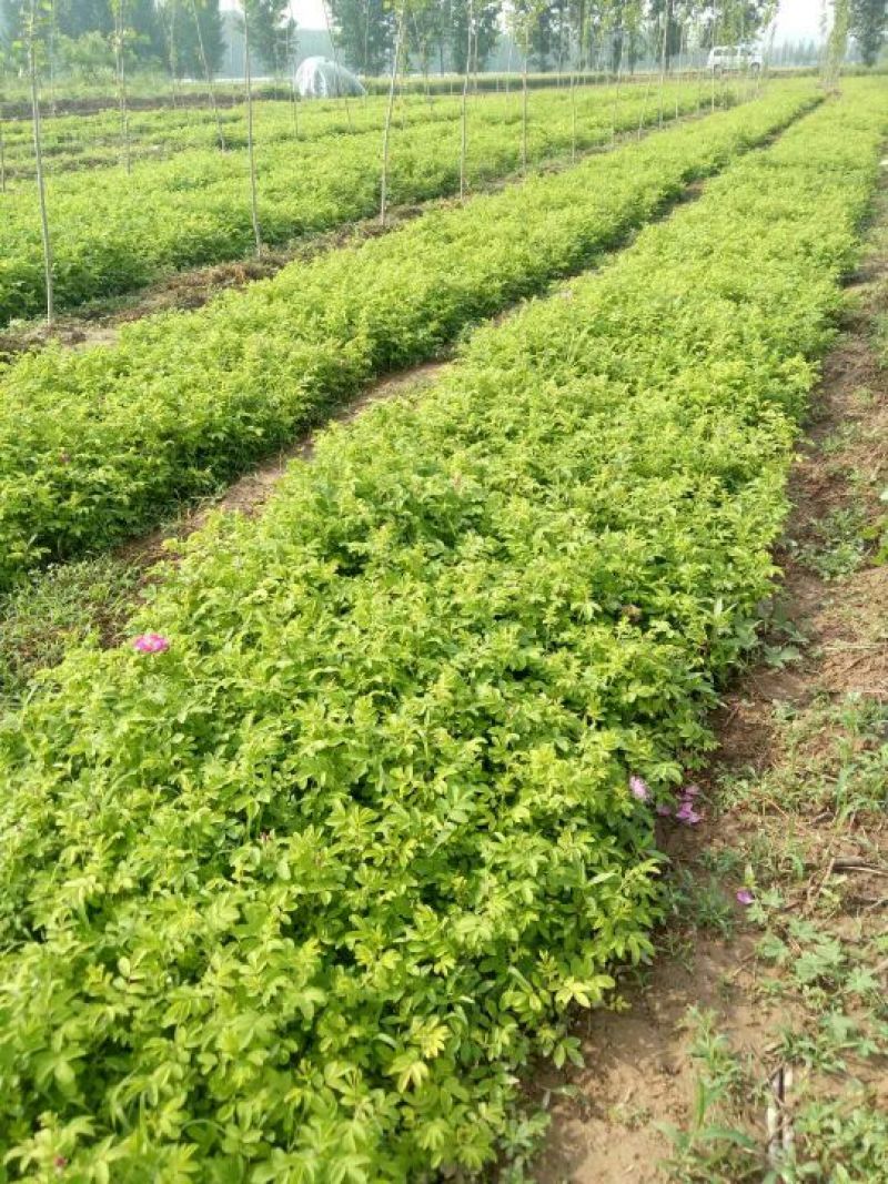 四季玫瑰营养杯小苗2年苗大量批发2年苗现货可以发车