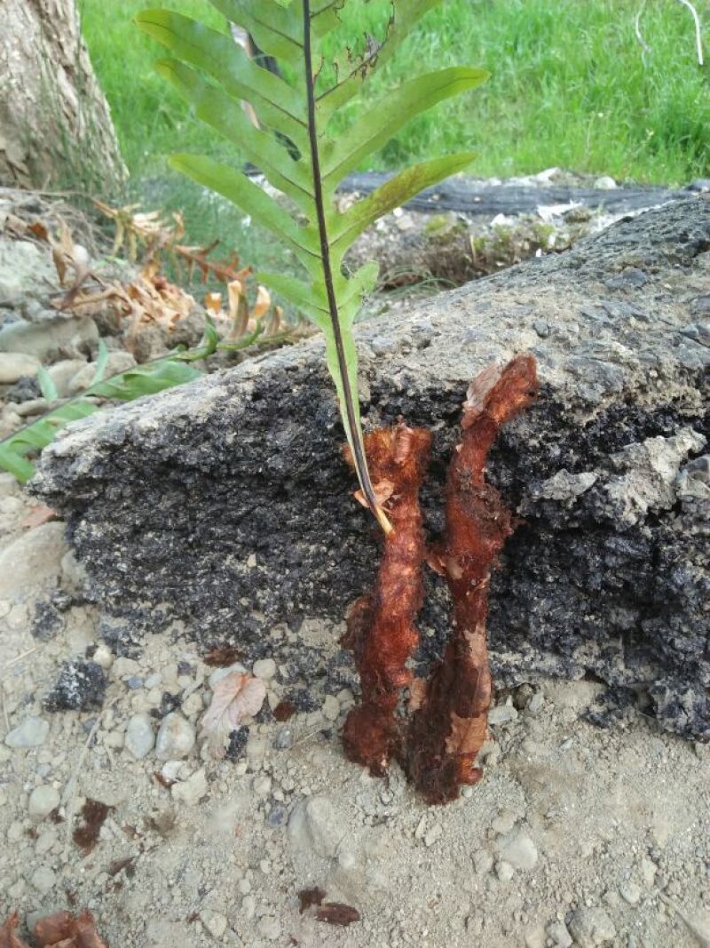 骨碎补纯野生中药才