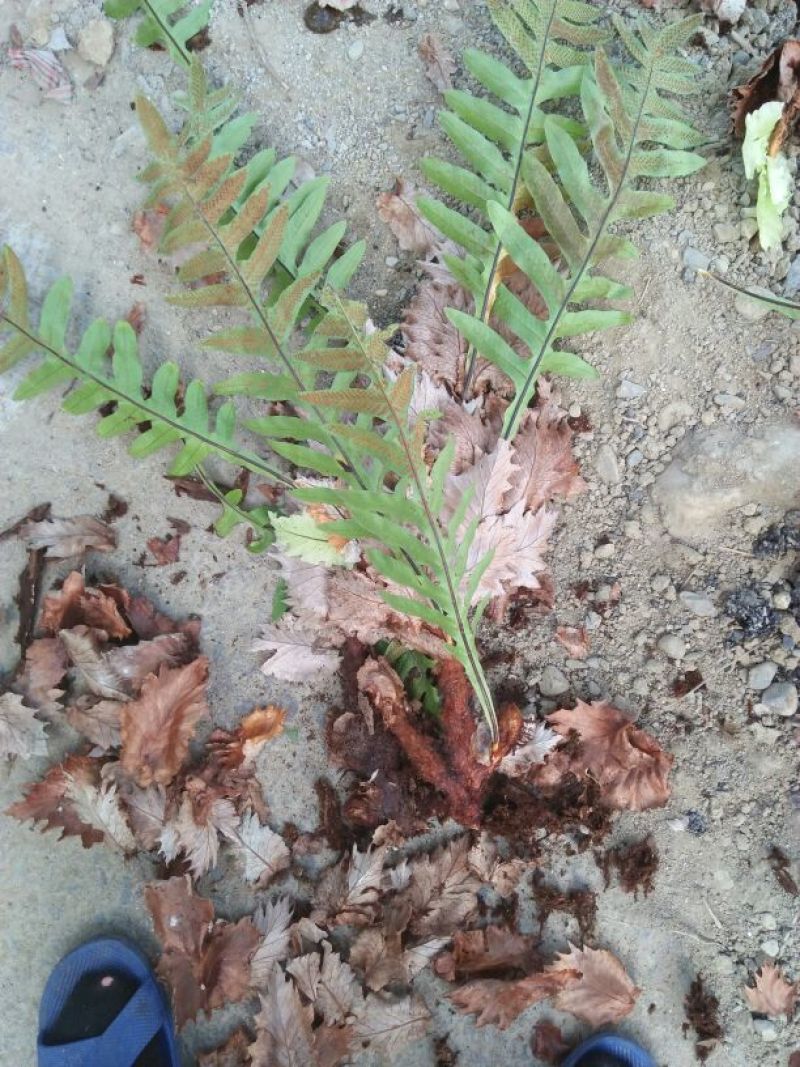骨碎补纯野生中药才