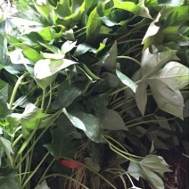 紫罗兰红薯苗15~25cm