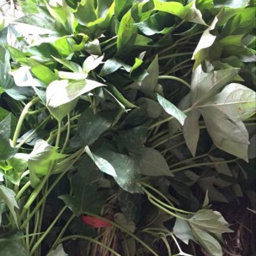 紫罗兰红薯苗15~25cm